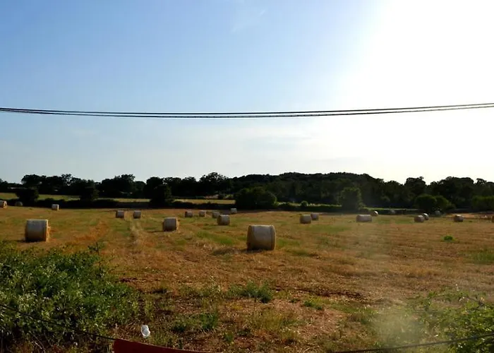 L'uliveto * Cisternino